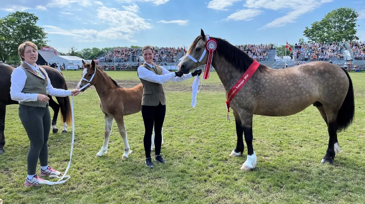 Welsh ponyen Adlais Queen of Custard vandt titlen som bedste følhoppe. Til venstre er det ejeren af Stutteri Adlais ved Ringsted, Ninett Gulddal, og i midten står Heidi Borch. Foto: Jesper Hallgren