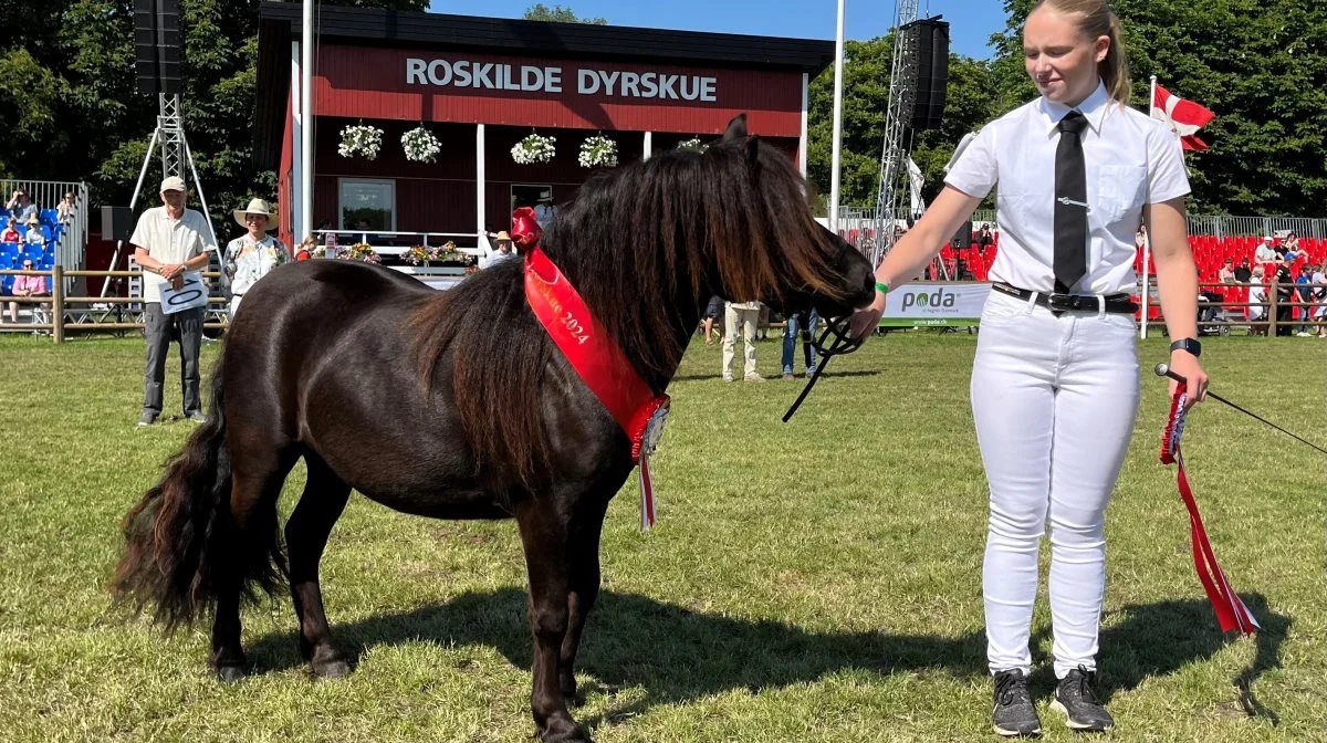 Sille Pilegaard fra Hjembæk nær Jyderup med shetlandsponyen Faurhøjgaards Prada-Line, der blev kåret som bedste 2-års hoppe. Det er Brian og Pernille Kjeldsholm, Hjembæk, der ejer og har opdrættet hoppen. Foto: Jesper Hallgren