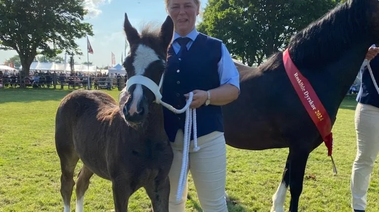 Titlen som bedste føl gik til welsh pony af cob type fra Mie Christiansen ved Vordingborg. Foto: Rie Ebbe Andersen