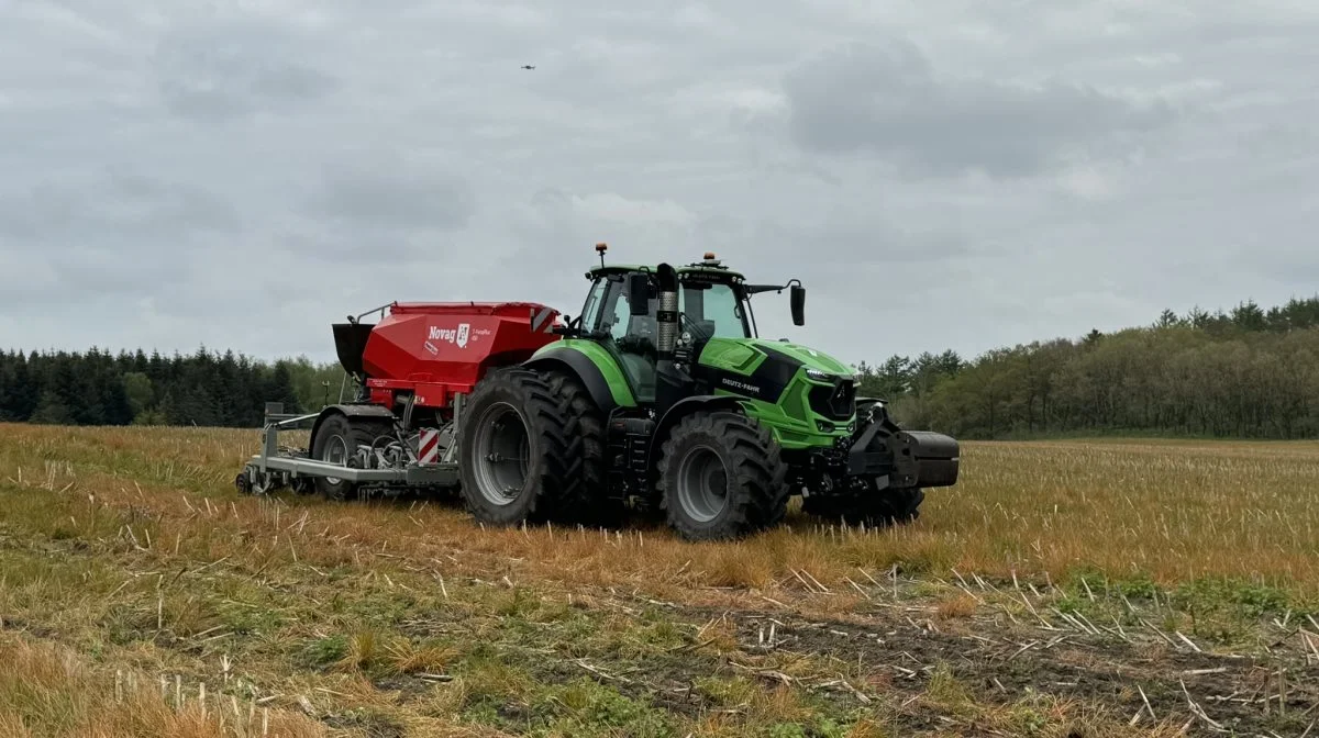 Majsen blev etableret den 8. maj direkte i sidste års efterafgrøde. Efterfølgende er der udlagt 35 tons gylle pr. hektar med en slæbeskærsbom. Fotos: Kasper Stougård