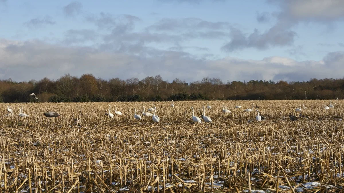 Viborg Kommune og virksomheden BioCirc Group ApS vil i fællesskab udvikle en såkaldt landbaseret energi-ø. I første omgang går det ikke ud over gæssene, der lever i området, men på længere sigt er planen, at gæssenes marker bliver inddraget.  Arkivfoto