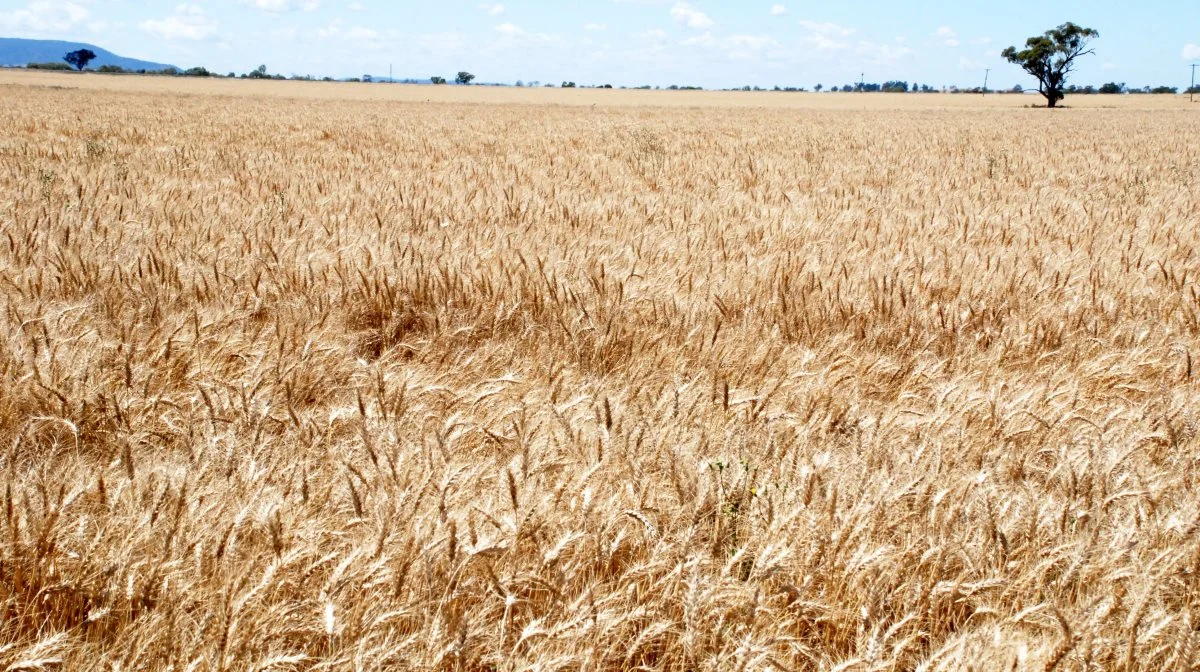 Hvis der er et sted på kloden, hvor vejret virkelig har en betydning for afgrødeproduktionen, er det Australien. Arkivfoto
