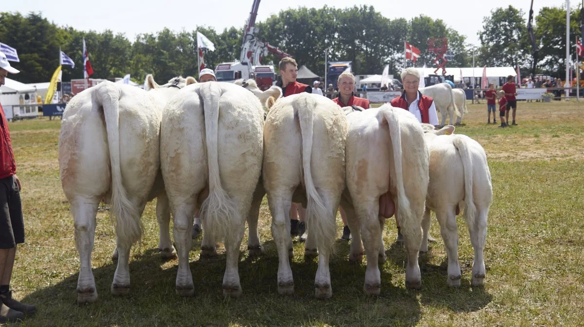 Hele 164 kødkvægsdyr stiller til bedømmelse, hvilket er 20 flere end sidste år. Arkivfoto: Tenna Bang