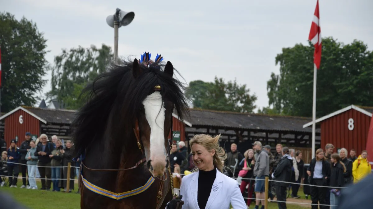 Traditionen tro er spændingen stor, når skuets bedste heste skal findes. Fotos: Camilla Bønløkke