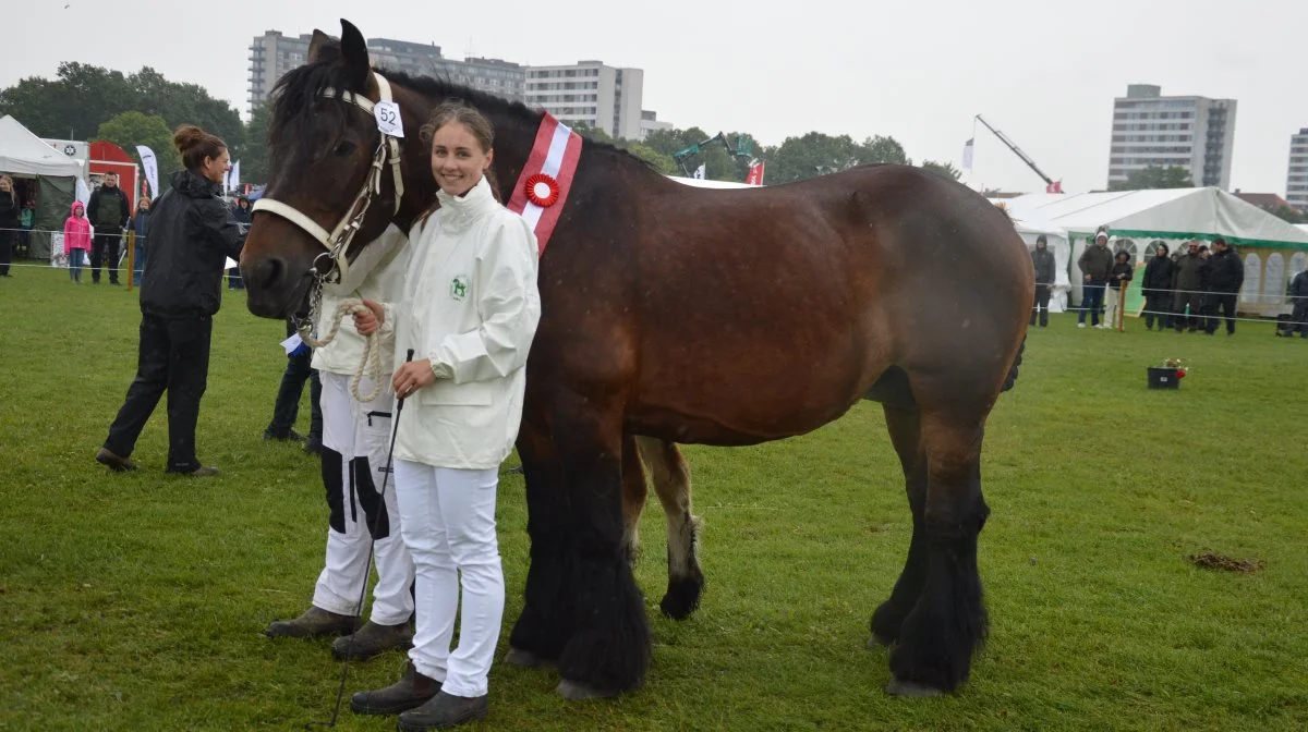Som skuets bedste følhoppe udpegede dommerne den 14-årige belgiske hoppe Olga af Kisny fra Hanne Storm Brems.



