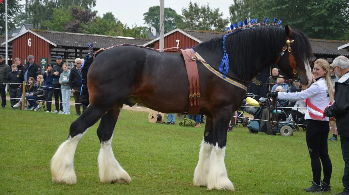 Skuet bedste hingst blev den 5-årige shire Cumeragh House Double Centurion fra Trine Kristensen Kondrup.