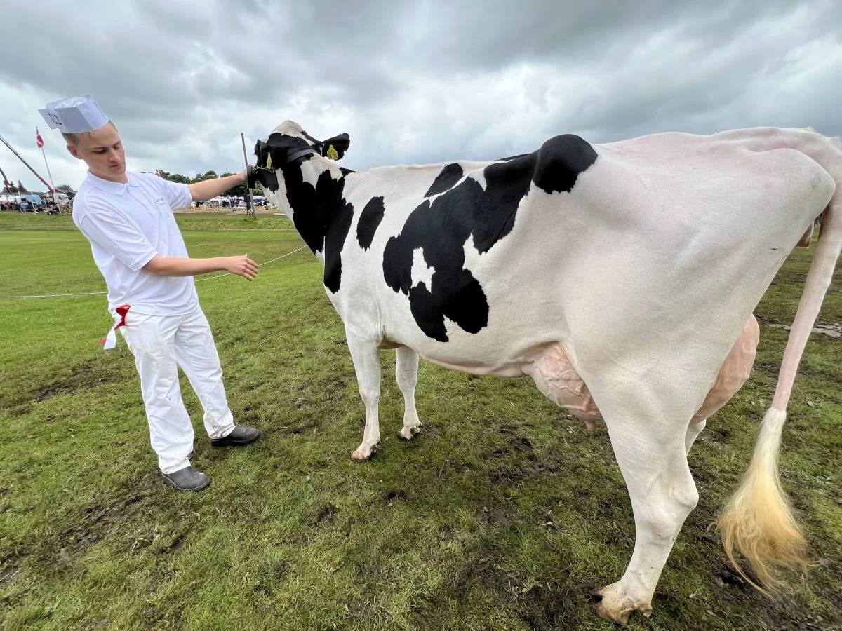 Bedste holstein: Jan og Bjarne Gravesen, Ø. Vandet. 