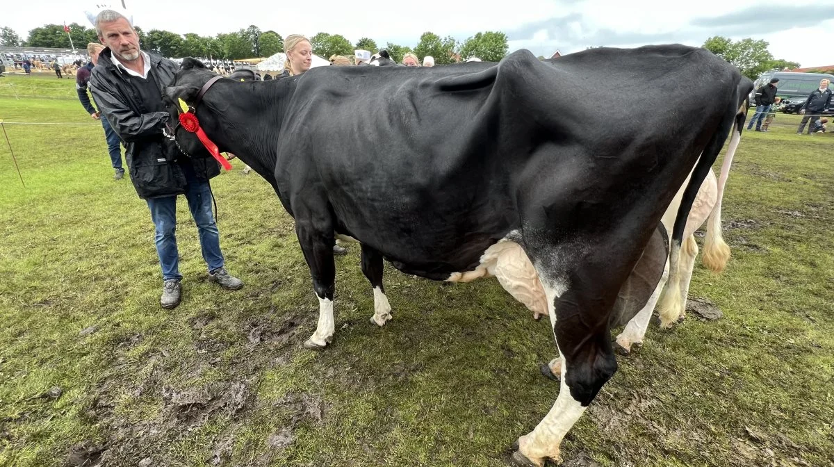 Bedste ældre holstein og Guldko: I/S Lille Djernæs, Tvorup.