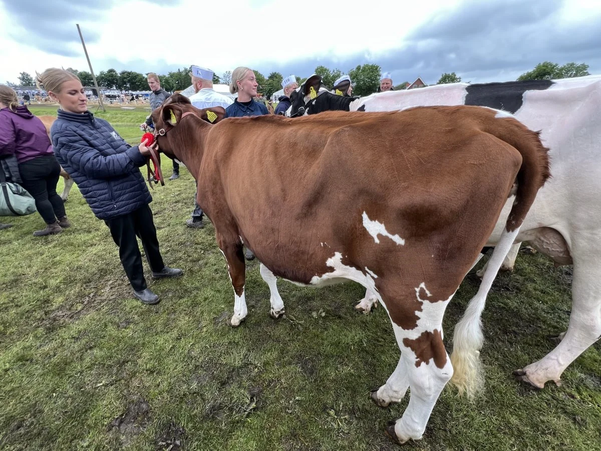 Bedste Holstein-kvie: Jan og Bjarne Gravesen, Ø. Vandet. 