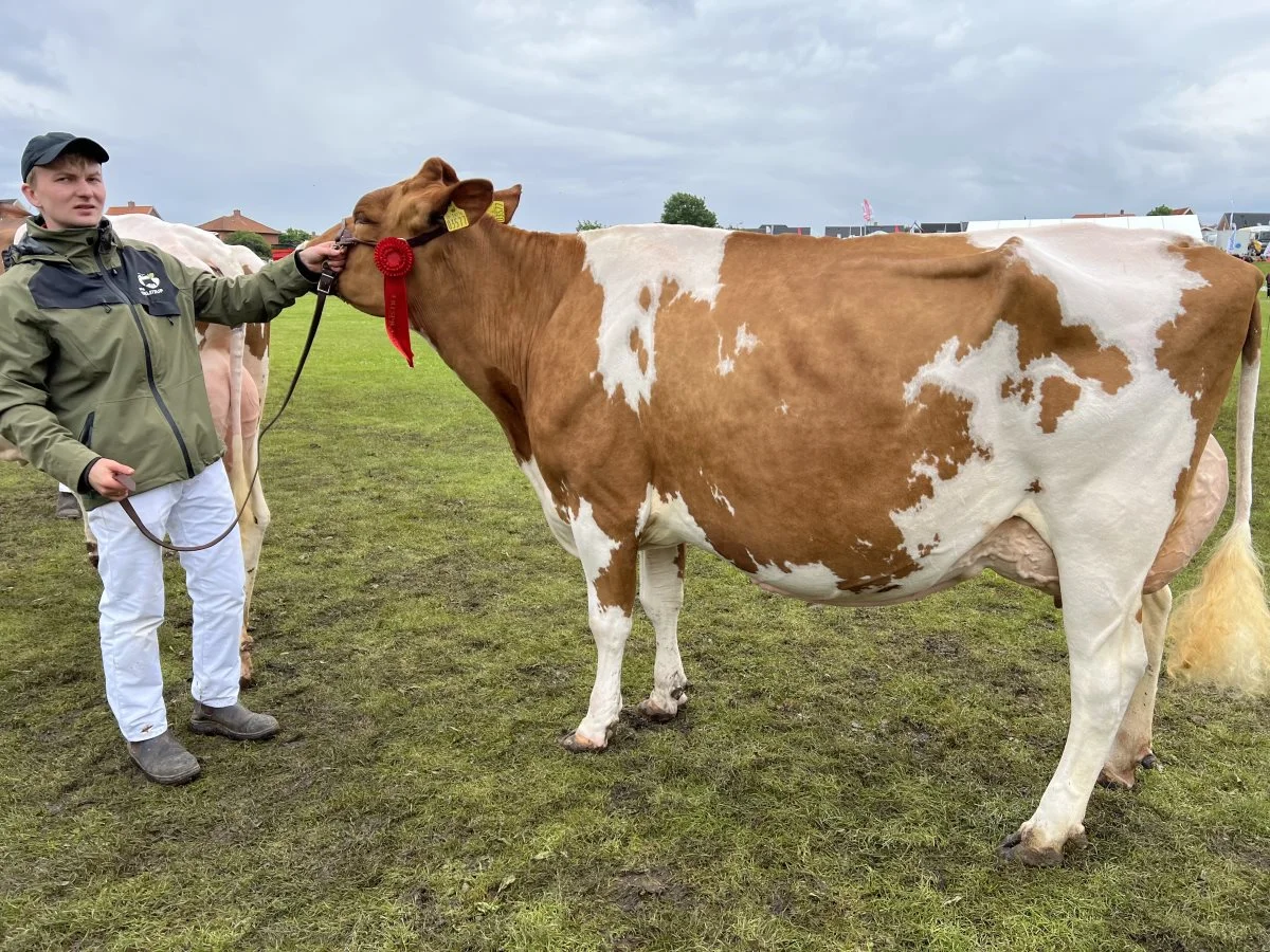Bedste rødbroget holstein og bedste yver: Ginnerup Vestergård, Heltborg. 