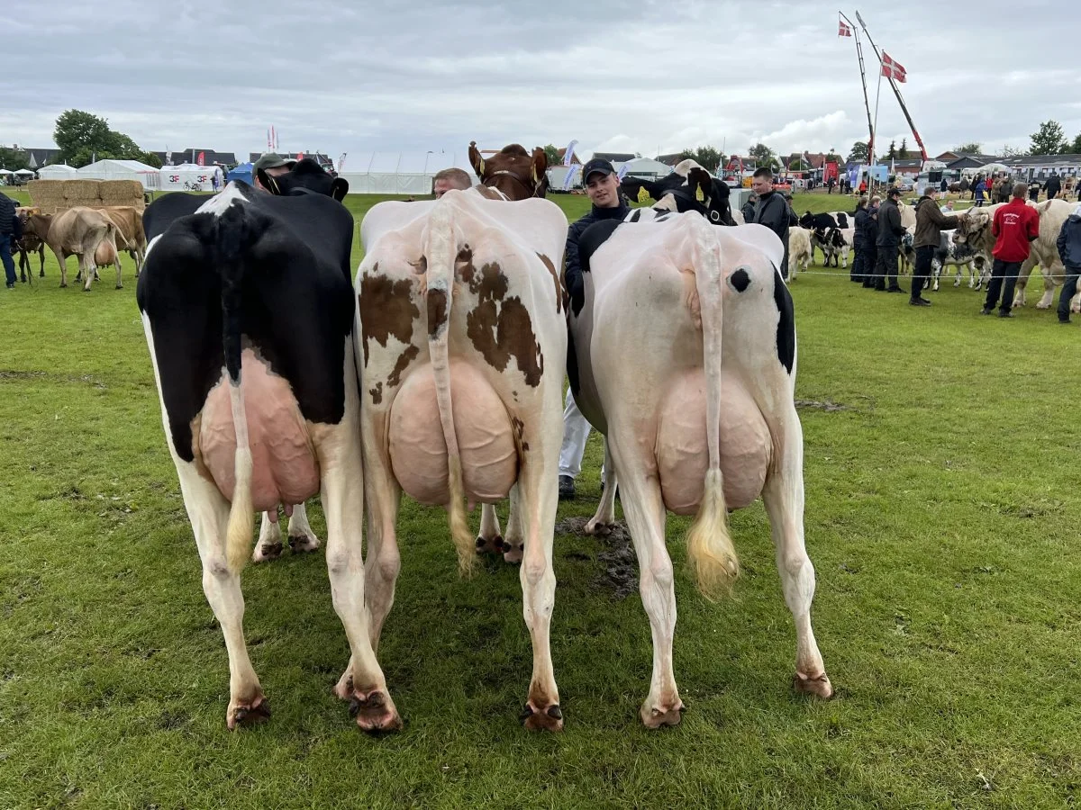 Bedste holstein-gruppe: Jan og Bjarne Gravesen, Ø. Vandet. 