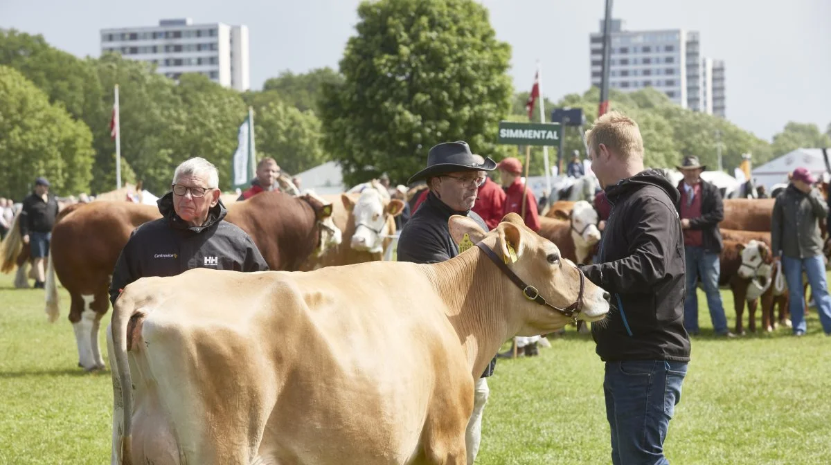 Dyrskueformand Torben L. Povlsen overrækker ærespræmie til Det Fynske Dyrskues bedste malkeko, jerseyko nr. 5898 fra Andekærgård ApS på Tåsinge. Steve-datteren fik topkarakteren 24 point. Foto: Erik Hansen
