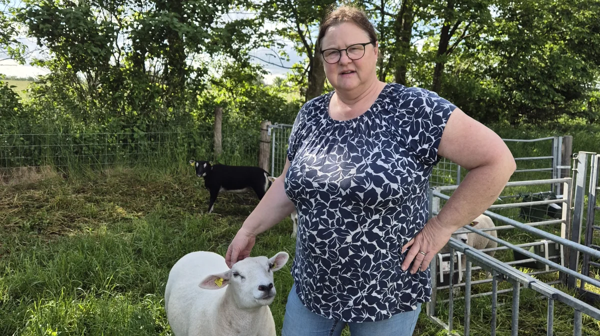Bente Østergaard købte sine første fem får for fire år siden. Nu har hun 22 moderdyr.