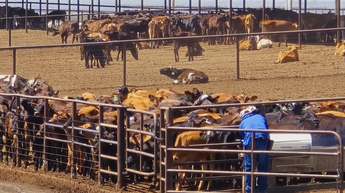 Udfordringen for de mange mælkeproducenter midt i den californiske dal har hidtil været de høje temperaturer for dyrene. Men snart bliver adgang til vand den største udfordring.