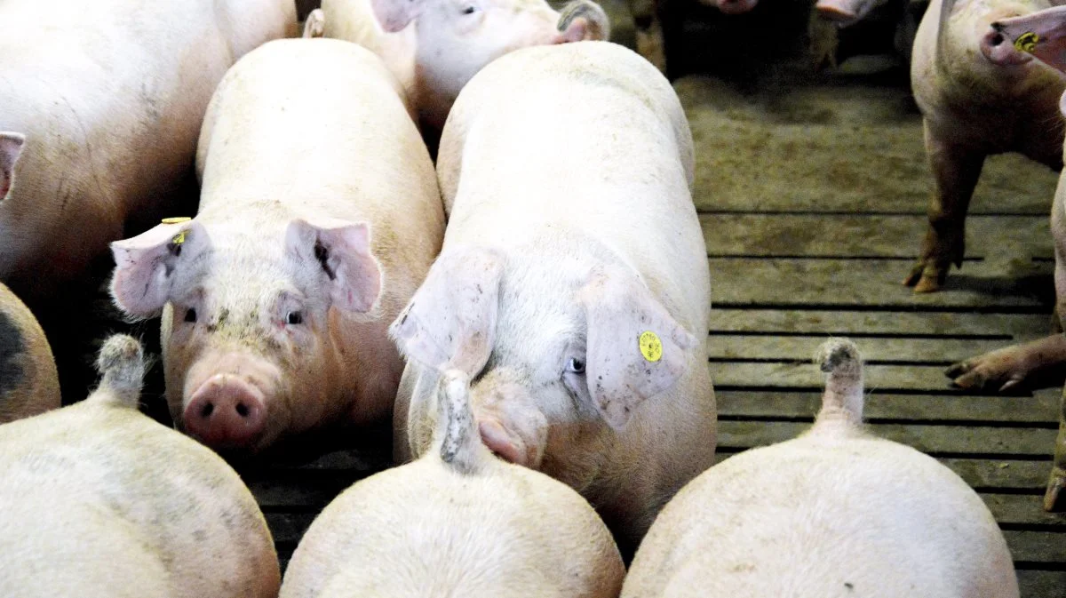 Efter nu 15 uger med stabile priser er startskuddet til højere priser endnu ikke kommet, og det skyldes ifølge et nyhedsbrev fra Danske Svineproducenter først og fremmest det blandede vejr. Arkivfoto: Camila Bønløkke