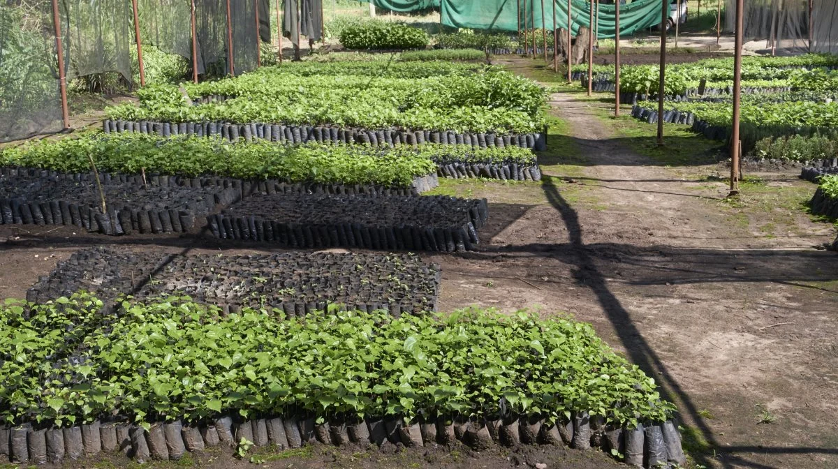 På Amfri Farms bliver der dyrket mange forskellige grønsager og urter, som blandt andet eksporteres til Danmark og andre europæiske lande.