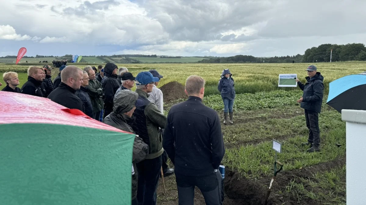 Der blev sendt misundelige blikke mod dem, der havde husket paraplyen, dam planteavlsrådgiver Kasper Holm Kristensen fra Velas gennemgik, hvordan en kunde var blevet sit græsukrudtproblem kvit med conservation agriculture. Fotos: Kasper Stougård 