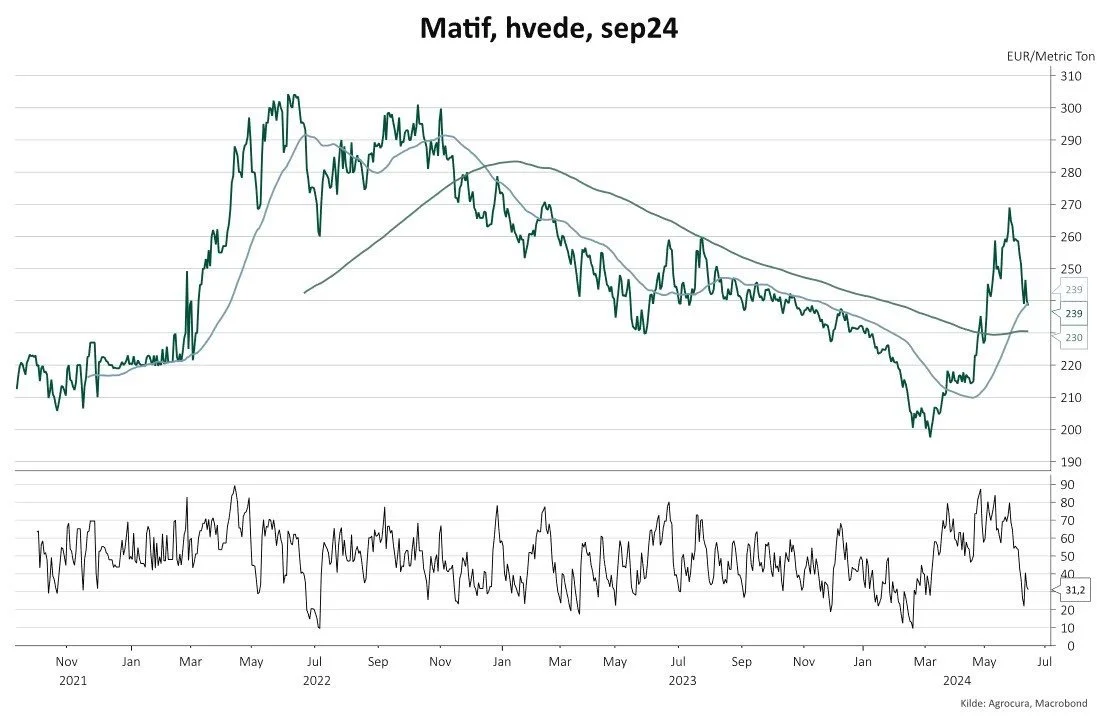 Matifbørs-hvedepriserne har vist betydelig volatilitet over de seneste år, som vist i grafen. Den nylige stigning i 2024 kan tilskrives de strammere forsyningsforhold primært som konsekvens af ugunstige vejrforhold i det sydlige Rusland, vurderer Mikkel Ebbesen.