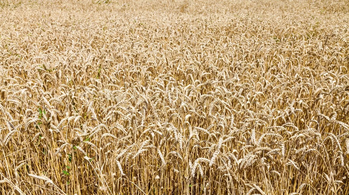Det amerikanske landbrugsministerium USDA nedjusterer nu også forventningen til den russiske hvedeproduktion til kommende høst markant. Arkivfoto