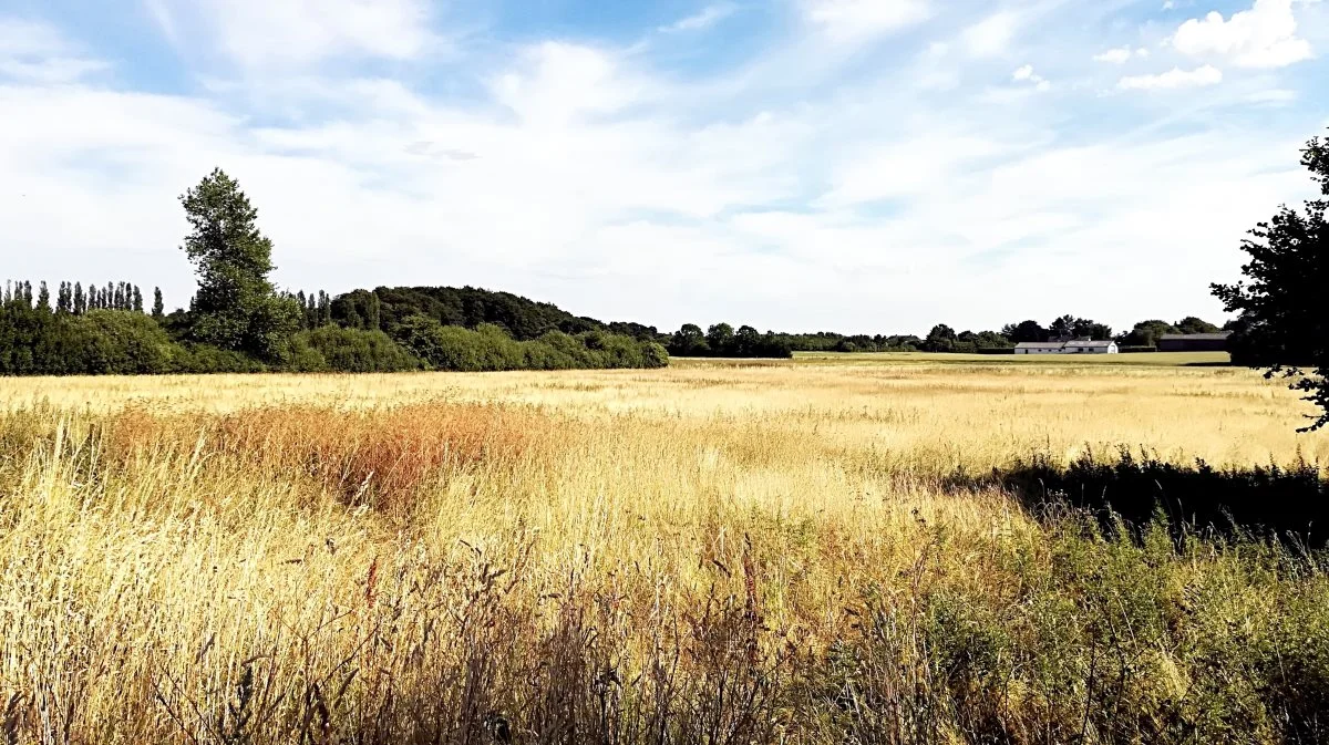 Kravet om at holde 4 procent af landbrugsarealet brak i Danmark skal være kommet for at blive, hvis det står til regeringen. Arkivfoto: Camilla Bønløkke