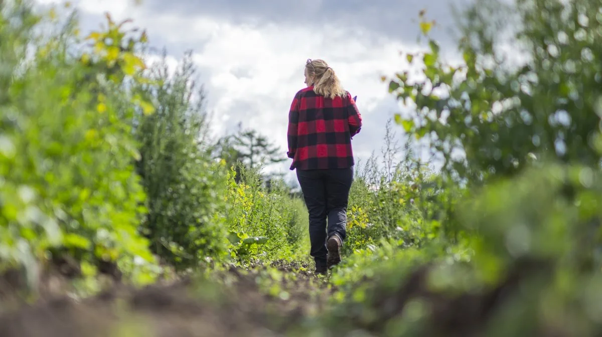 Der er udsigt til mange flere nye skovrejsnings- og lavbundsprojekter rundt om i Danmark efter stor søgning i Klimaskovfondens seneste ansøgningsrunde.
Foto: Adam Grønne/Klimaskovfonden