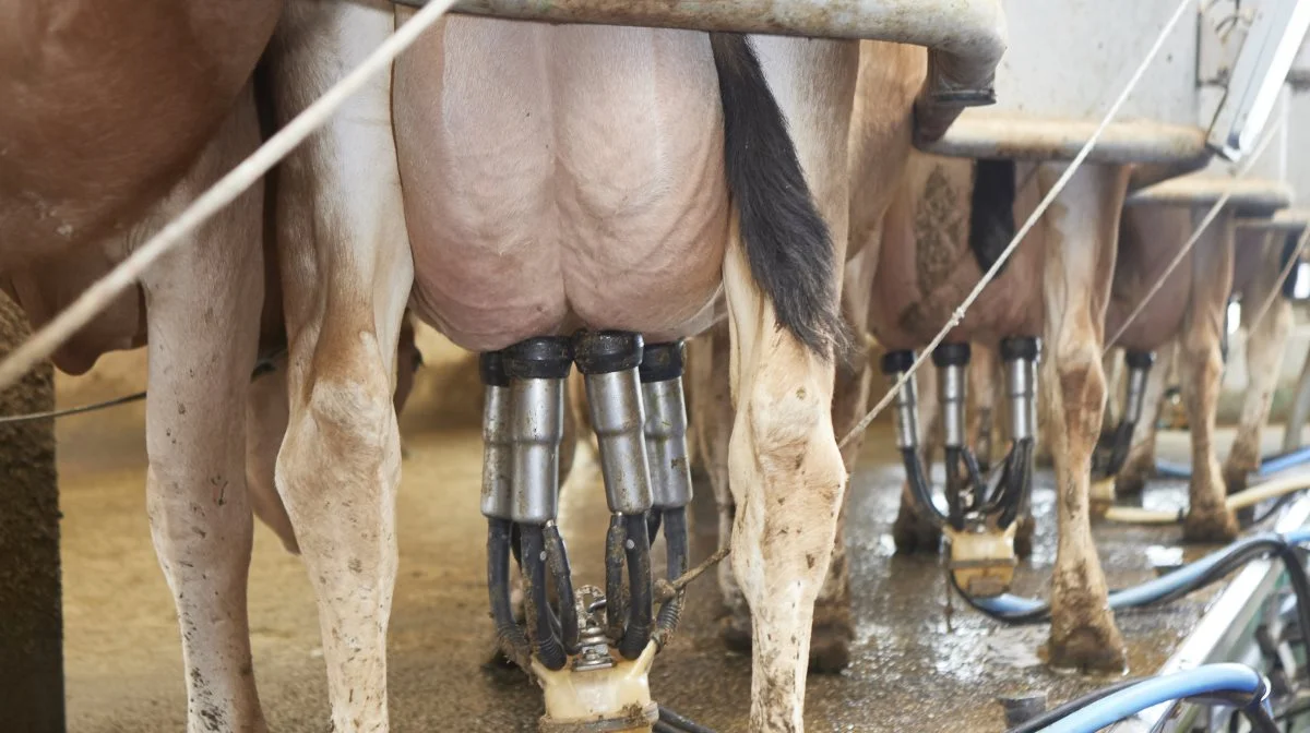 Den østjyske mælkeproducent Geven Landbrug A/S går flere millioner tilbage i seneste regnskabsår. Arkivfoto