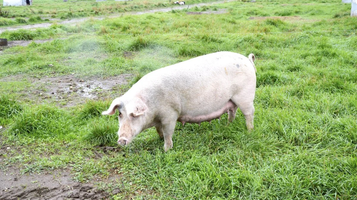 En af de fire kontrolkampagner som Fødevarestyrelsen nu varsler, foretages i perioden den 15. marts til den 15. juni 2019, og den vedrører smittebeskyttelse ved hold af vildsvin og grise på friland.