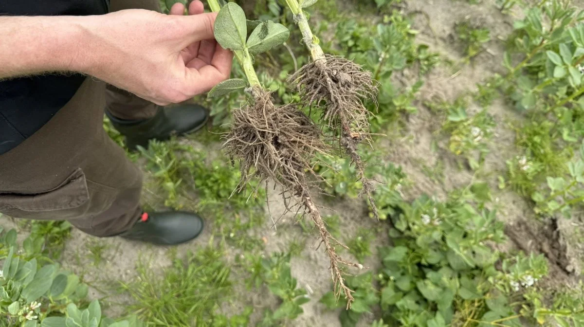 Hokus-pokus eller ej. Når man sammenligner to planter, der henholdsvis er behandlet (til venstre) og ikke behandlet (til højre) med SeedSpeed er forskellen slående - både over og under jorden. Fotos: Kasper Stougård 