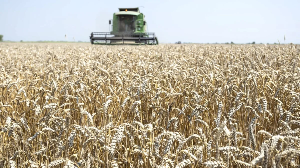 Der bliver høstet hvede på en farm i Bulgarien.