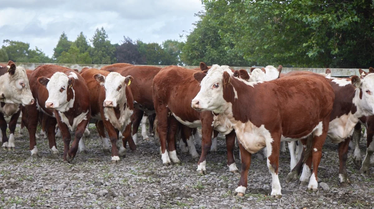 Husdyrsektoren i New Zealand bliver pålagt en for stor del af ansvaret for at nå landets mål om klimaneutralitet i 2050, lyder det fra en senioranalytiker i organisationen Beef + Lamb New Zealand - ifølge mediet Farmers Weekly. Arkivfoto