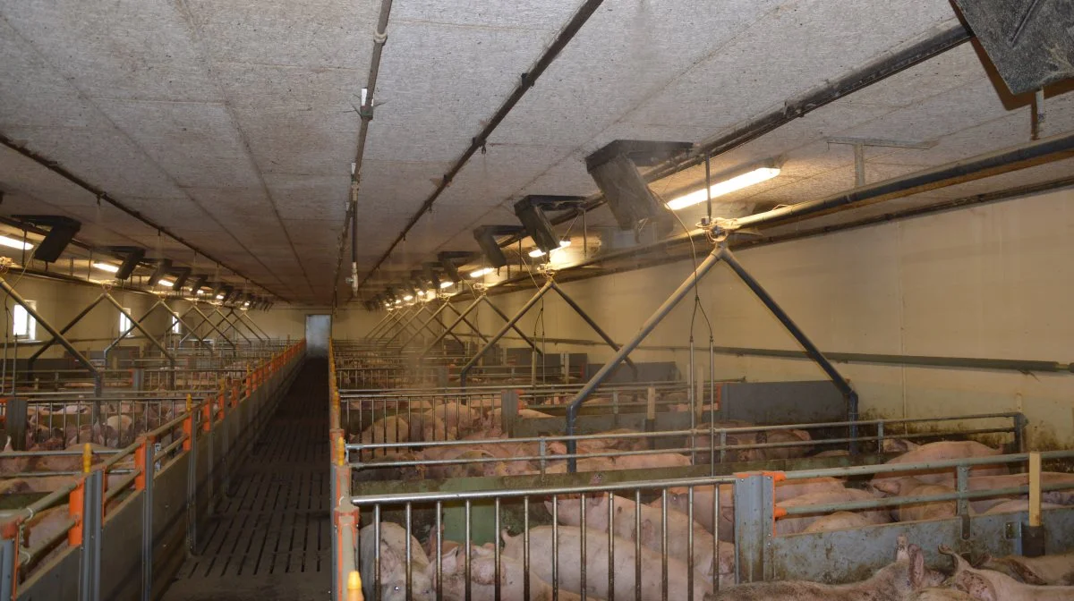 Prioriteringen hedder ventilation, vand og så foder, hvis strømmen går. Arkivfoto: Camilla Bønløkke