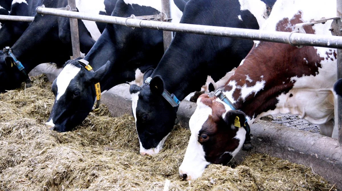 På grund af det naturlige metans konstante omdannelse til CO2 vil der ved nogenlunde samme udslip af metan opstå en ligevægt, således at der hele tiden går lige så meget metan fra, som der kommer til. Klimapåvirkningen er derfor nogenlunde konstant. Arkivfoto: Tenna Bang