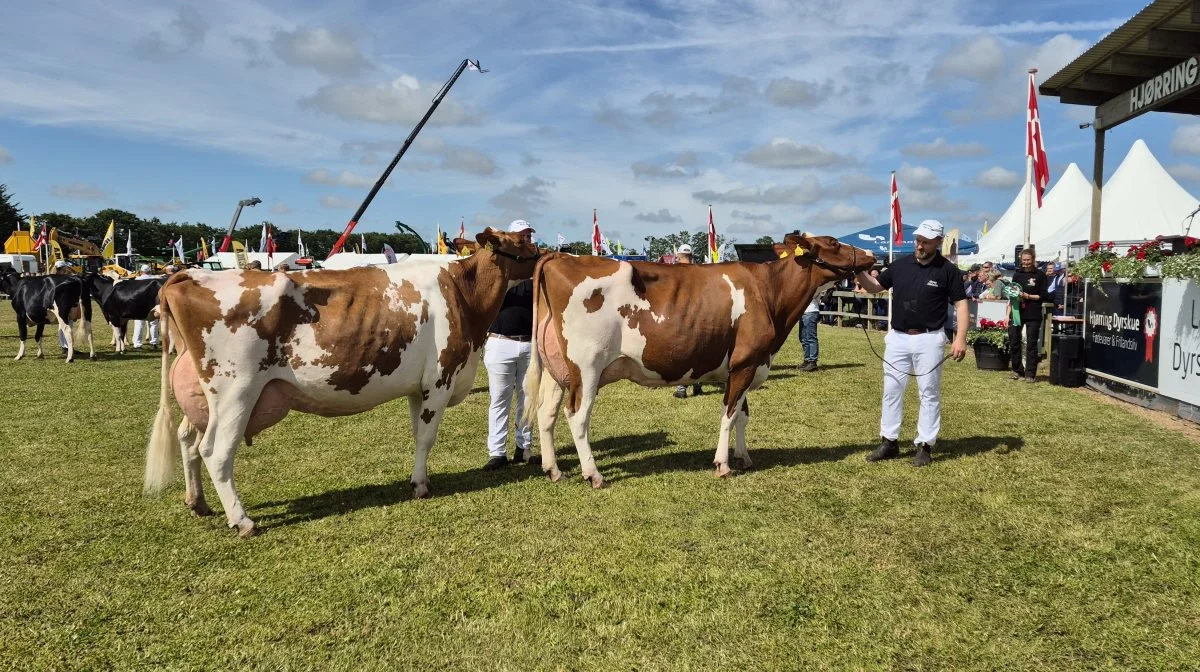 Bedste ældre DRH (bagerst): 38143-03496 Power R-datter fra Borup Holstein, Vrå. 

