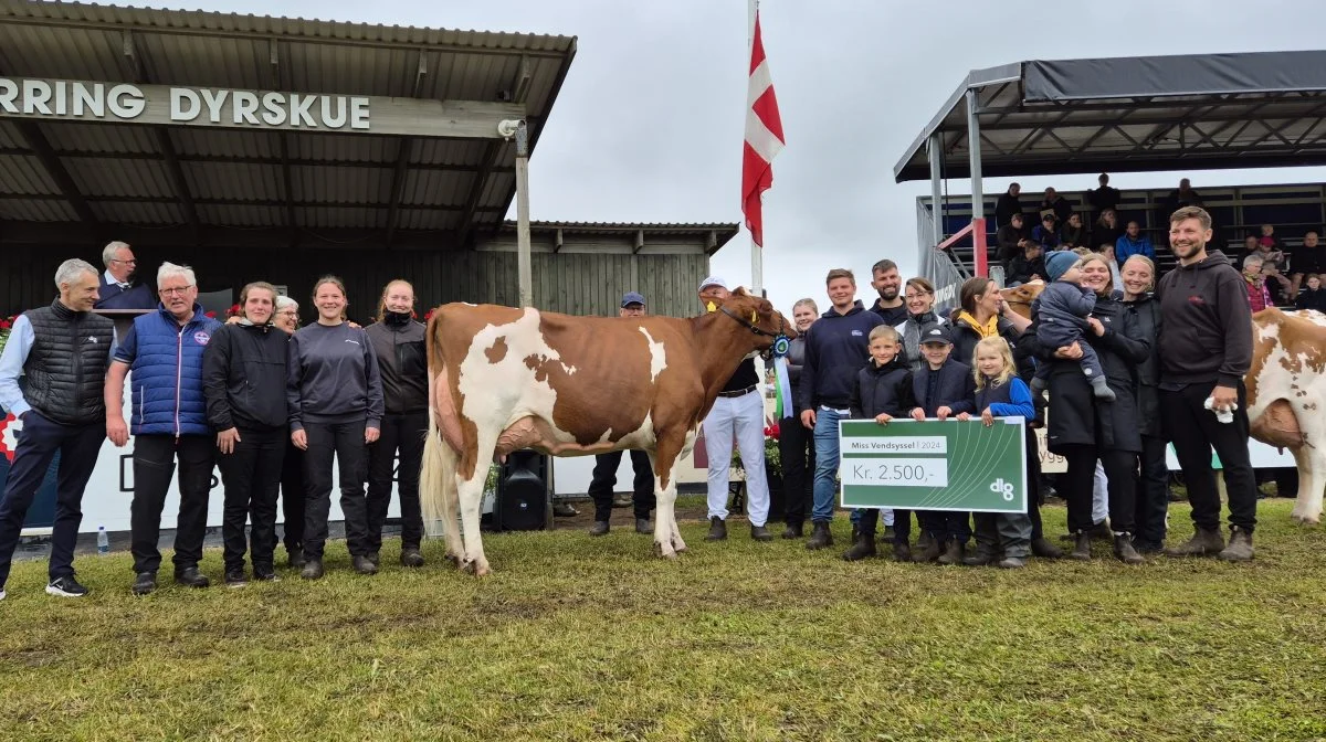 Familien fra Borup Holstein vandt alle DRH-titler for malkekøer og tog hjem med Miss Vendsyssel 2024 - en Unstopabul-datter. Fotos: Tenna Bang 