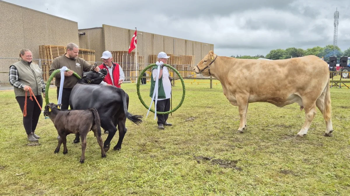 Limousine-koen fra Jan Søgaard Larsen, Brovst, og Dexter-koen fra Dybegaarden ved Herning blev begge hædret som avlsdronninger med henholdsvis 12 og 11 kalve. Foto: Tenna Bang