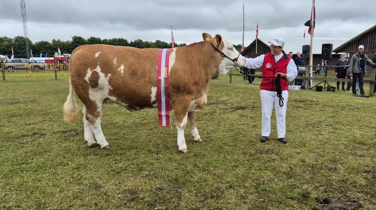 Bedste hundyr: Simmental-kvie, Badskær Thilde P fra Leif Madsen, Dybvad.