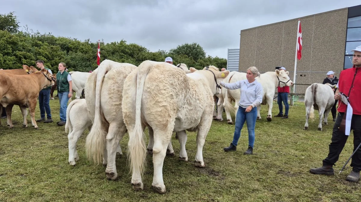 Bedste par: Charolaispar fra Neergaard Charolais, Fjerritslev.