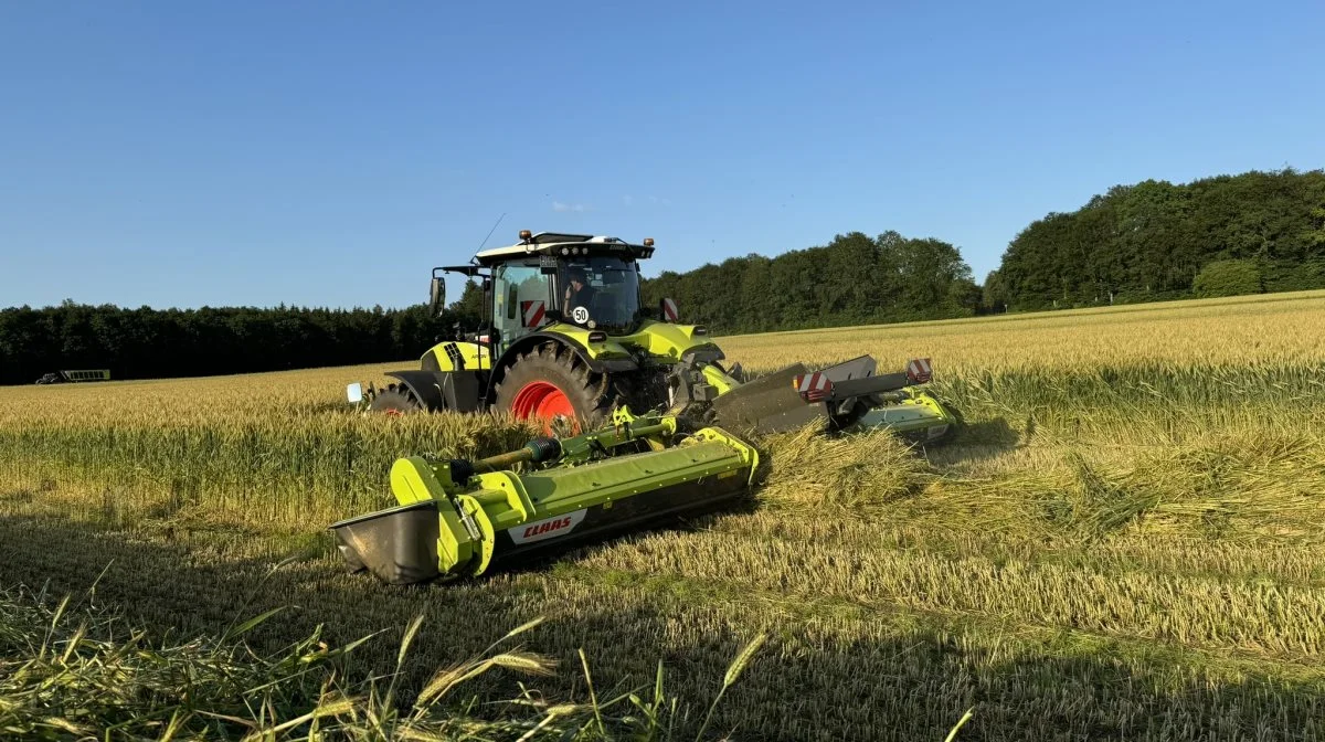 Disco 9300 Direrct Swather-skårlæggersættet uden crimper, der kræver en traktor med minimum 180 hk, ses her i en helsædsskårlægning i en triticale-hvedemark.