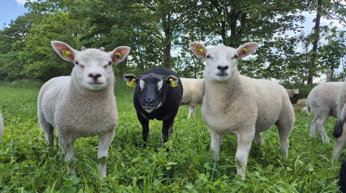 Bente Østergaard er faldet for texel-racen, og har alle tre varianter. Her ses den mest almindelige hvide Texel og varianten Grævlingehoved. 