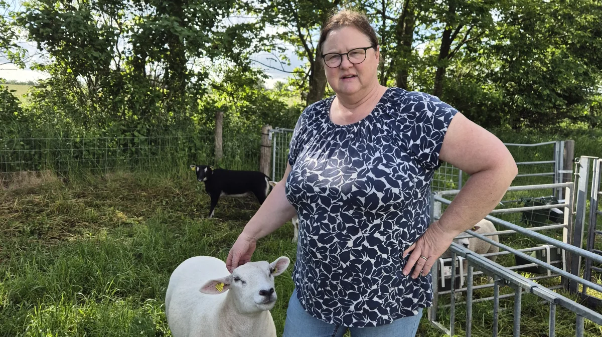 - Det er et nemt dyr at gå til for både nybegyndere, men også for børn og unge mennesker, siger Bente Østergaard, formand for Dansk Fåreavl.