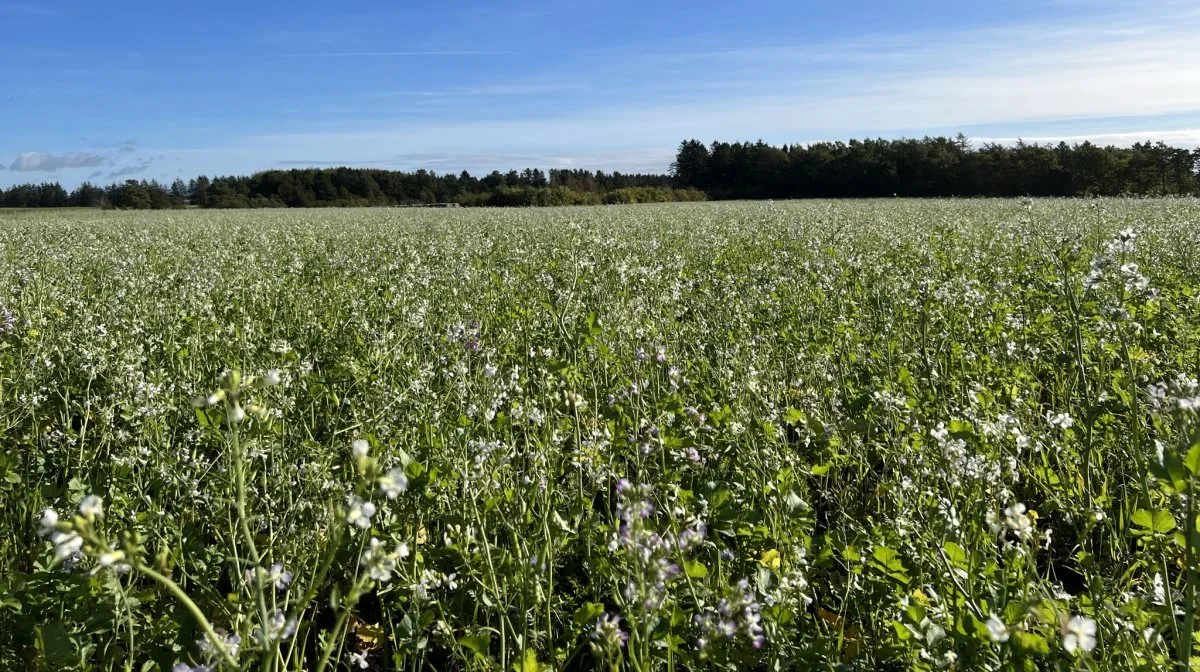 Der kommer ekstra efterafgrødekrav i 42 vandoplande. Man er dog undtaget, hvis man er økolog, eller hvis ens bedrifts efterafgrødegrundareal er under 10 hektar. Arkivfoto