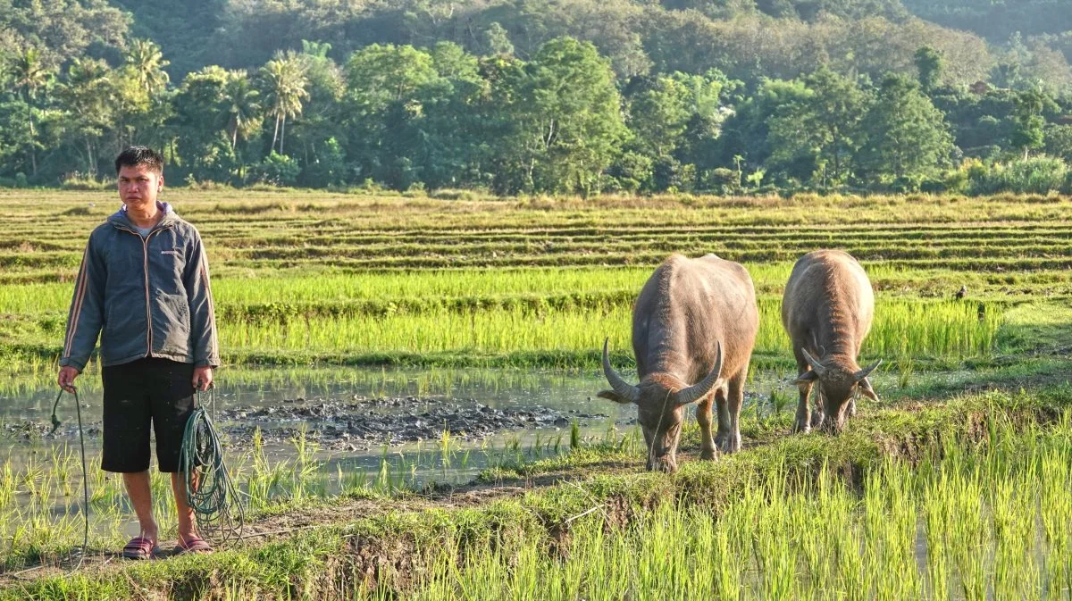 Dyrkning af ris er grundstenen i kosten i de fire asiatiske lande Laos, Thailand, Cambodia og Vietnam som her, hvor arbejdet endnu ikke er mekaniseret. Fotos: Niels Damsgaard Hansen