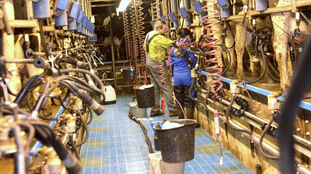 Arlas acontopris for konventionel mælk, der overholder specifikke krav, stiger til 346,7 øre/kg, mens acontoprisen for økologisk mælk stiger til 399,3 øre/kg. Arkivfoto