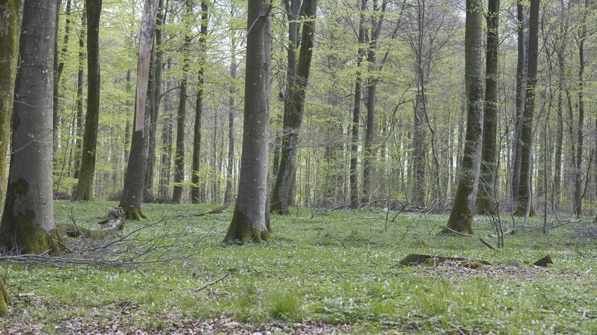 Arkivfoto