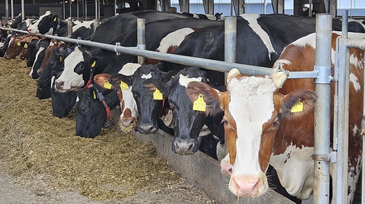 32 procent af mælkeproducenterne anvender i dag kvægundtagelsen med en overrepræsentation af store besætninger, idet 45 procent af malkekøerne står på kvægundtagelsesbrug. 