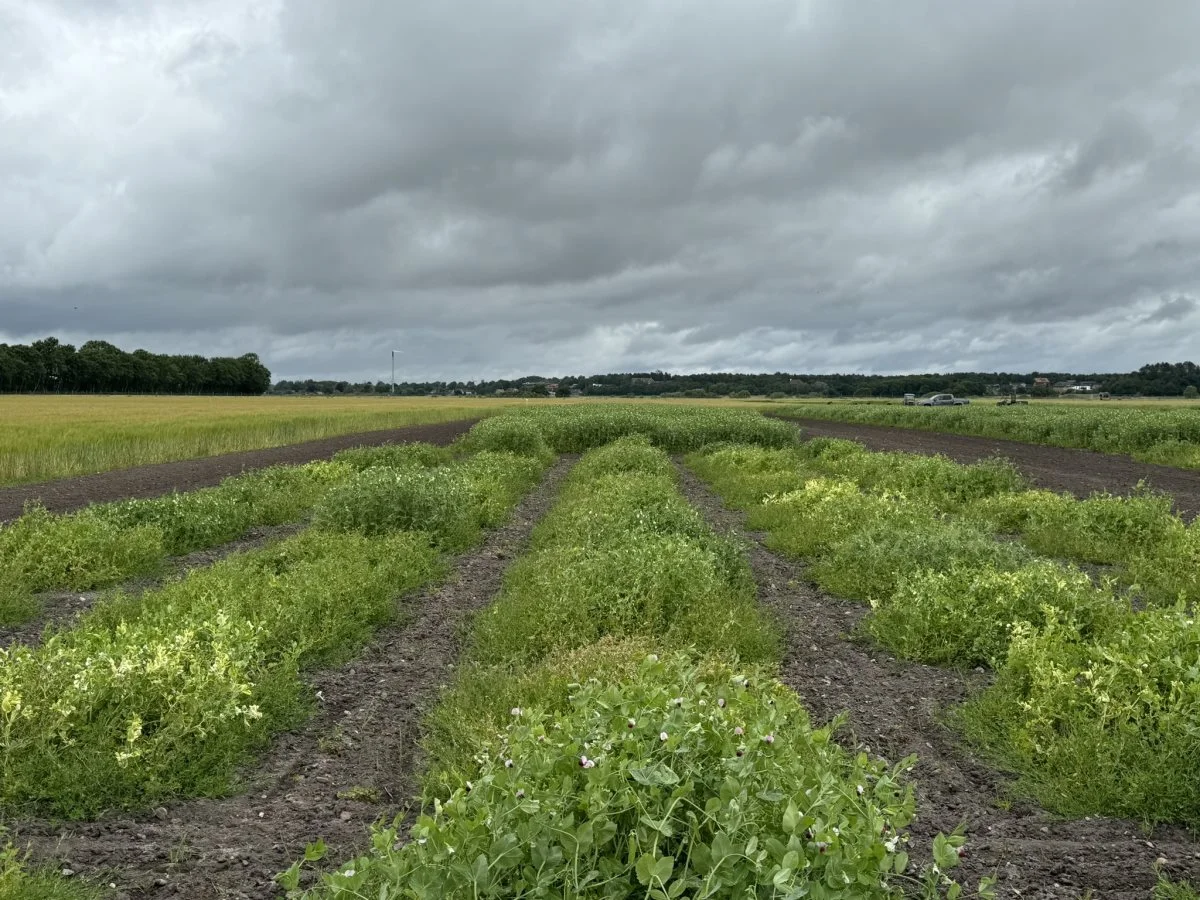 Sortsforsøgene med ærter på markerne ved Gl. Estrup har været udfordret af det våde forår, som blandt andet har haft konsekvenser for ukrudtsbekæmpelsen. 