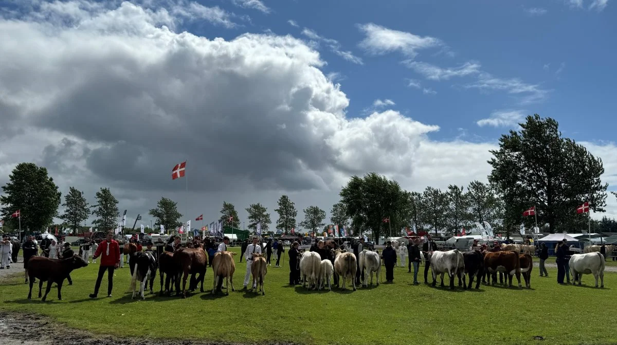 Ved dyrskueåbningen var der rig repræsentation af en række af de store dyreracer.