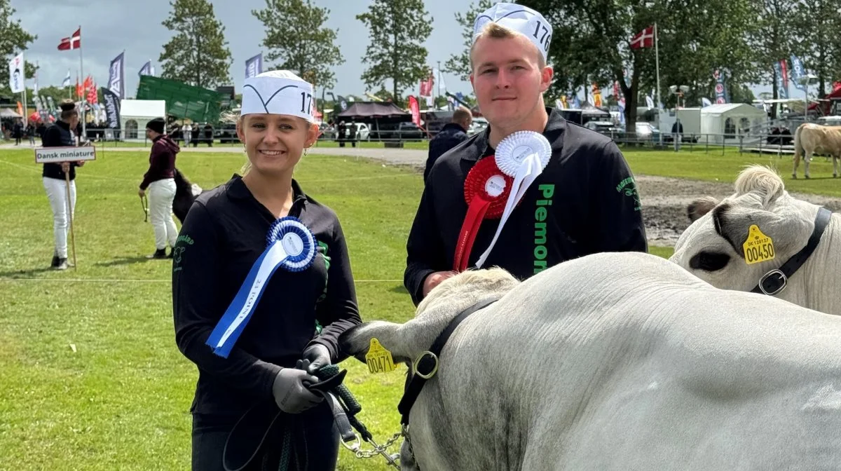 Landsskuet i Herning tiltrækker traditionen tro nogle af de bedste dyr fra hele landet.