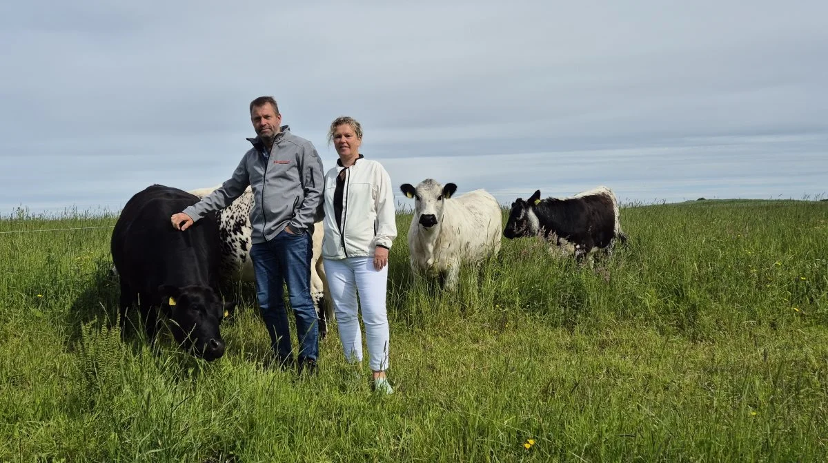 Jaco og Feya van der Molen har alle farvevarianter af Speckle Park – den lyse med de sorte ører og mule, den spættede og den helt sorte.