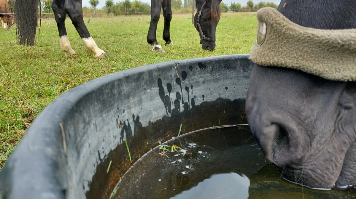 Under normale omstændigheder skal en hest drikke omkring 50 ml. vand pr. kg den vejer. Det er 25 liter vand til en hest på 500 kg. 